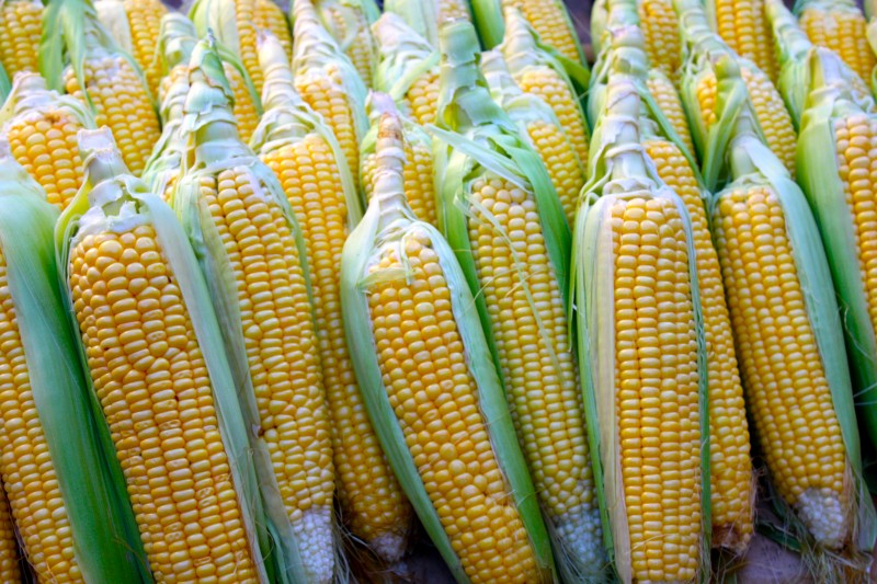 Maïs-OGM