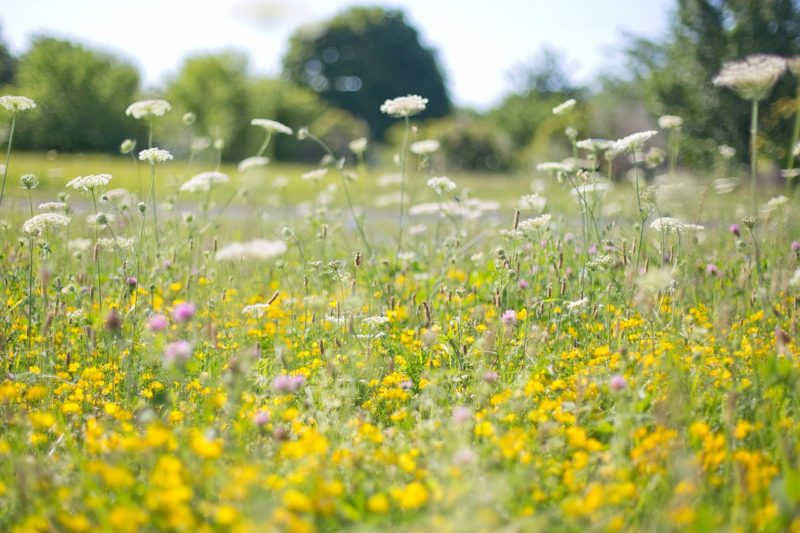 Biodiversité