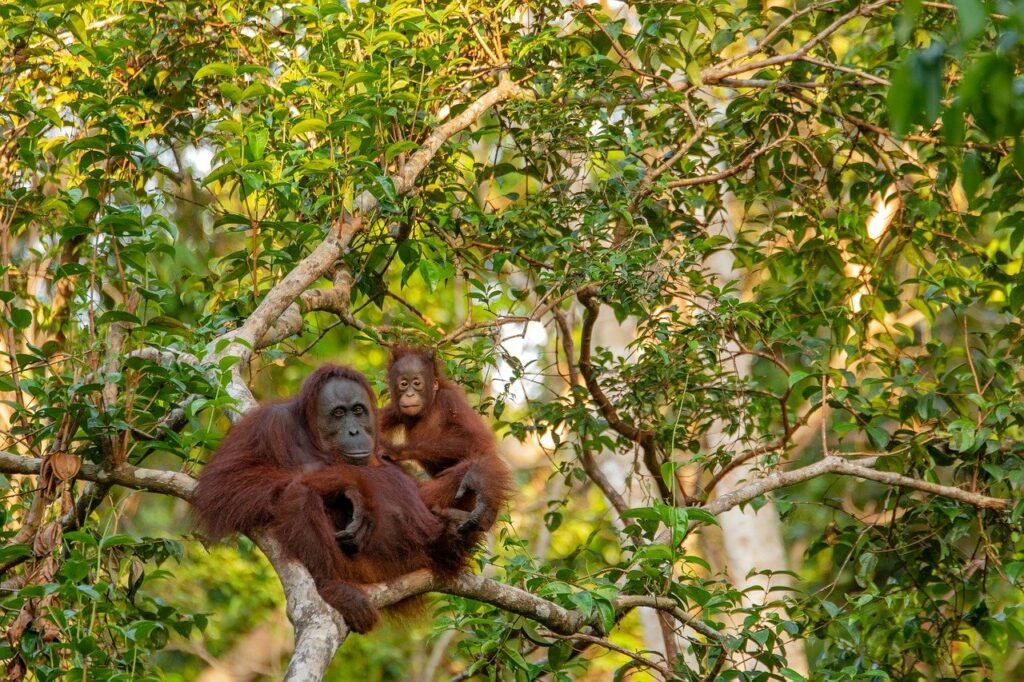 Forêt primaire abritant l'orang-Outan