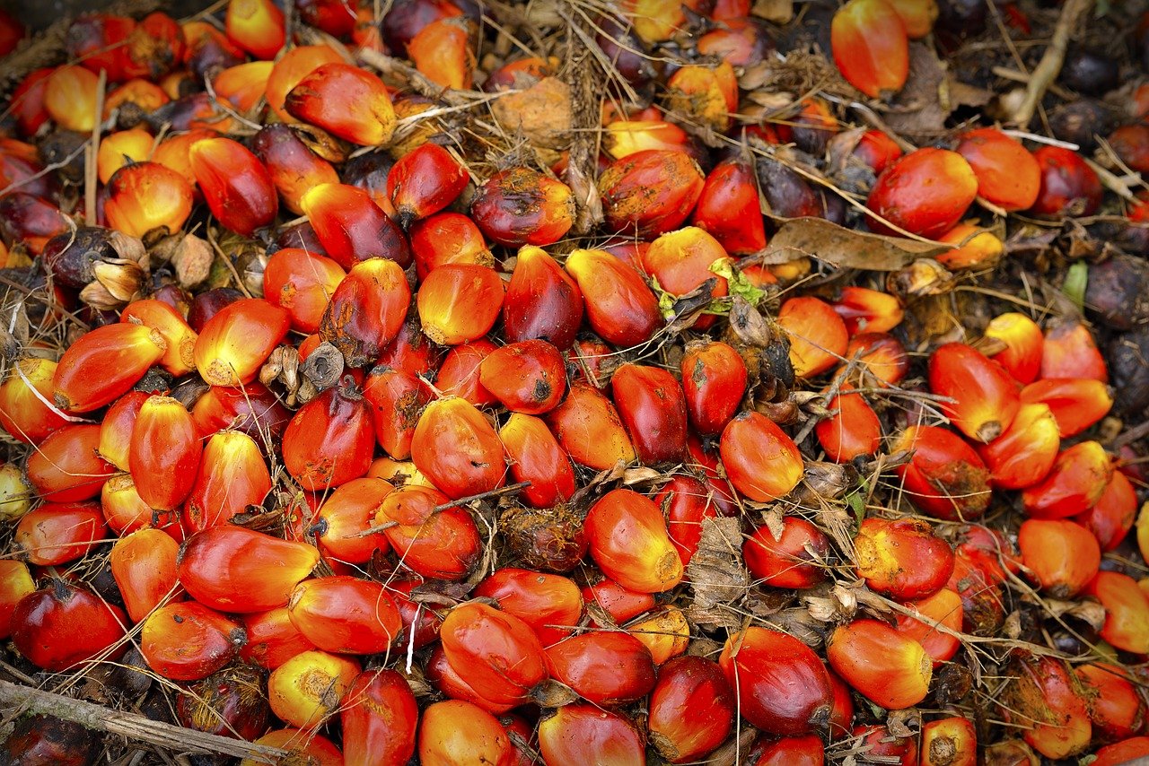 Non, l'huile de palme n'est pas responsable de 40 % de la déforestation